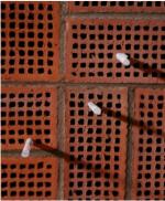 Ansicht der beschriebenen Zettelrollen im Lochziegelmauerwerk des Dialograums